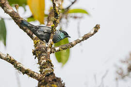 Black-capped Tanager