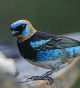 Golden-hooded Tanager