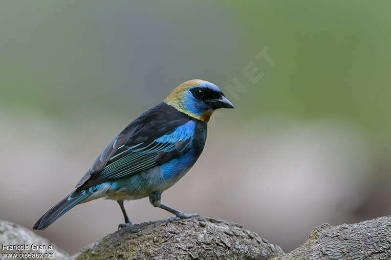 Golden-hooded Tanageradult, identification