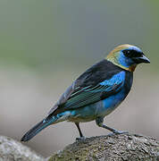 Golden-hooded Tanager