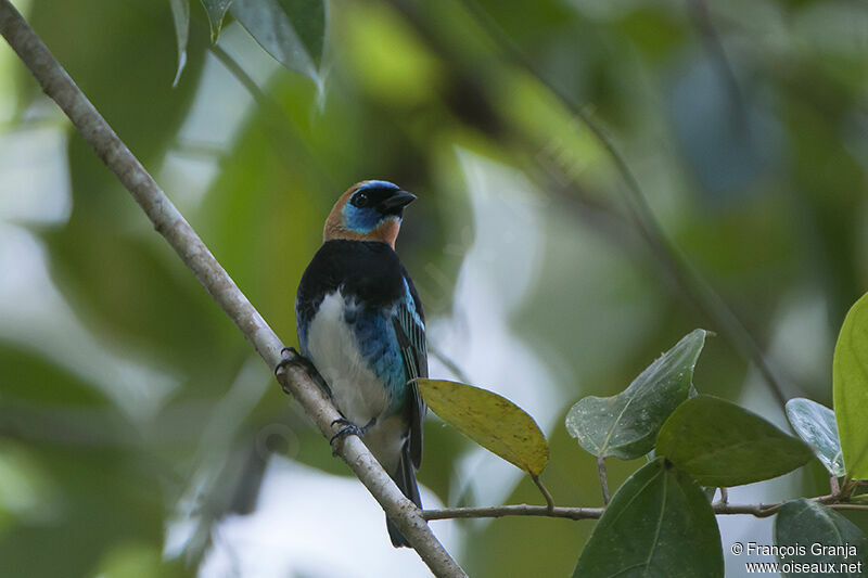 Golden-hooded Tanageradult