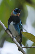 Golden-hooded Tanager