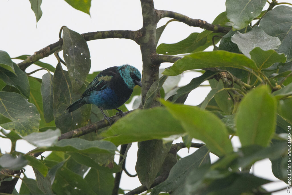 Calliste à cou bleu