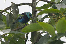 Blue-necked Tanager