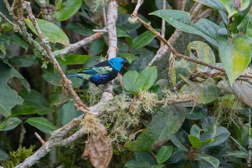 Blue-necked Tanager