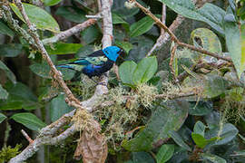 Blue-necked Tanager