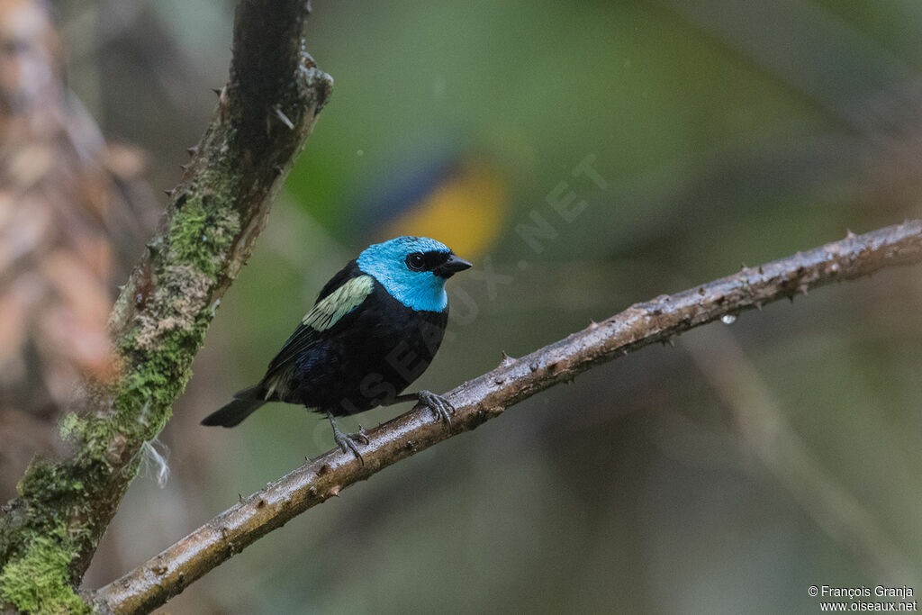 Blue-necked Tanager