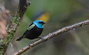 Blue-necked Tanager