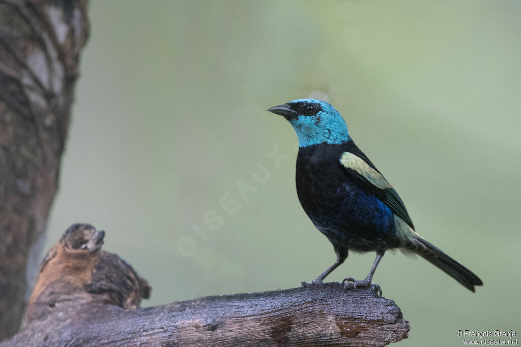 Blue-necked Tanager