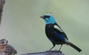 Blue-necked Tanager