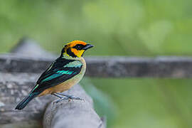 Flame-faced Tanager