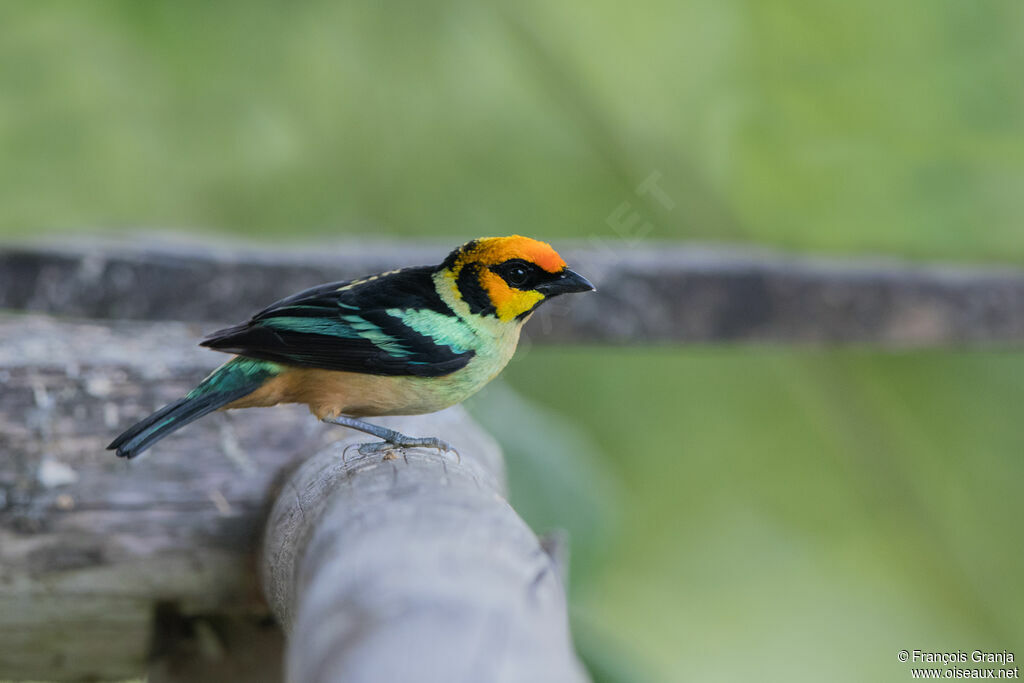 Flame-faced Tanager