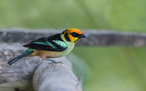 Flame-faced Tanager