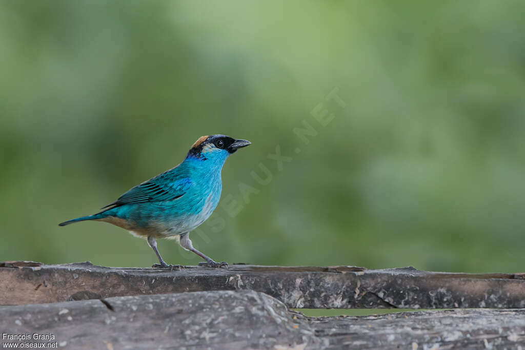 Calliste à nuque d'oradulte, identification