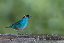 Golden-naped Tanager