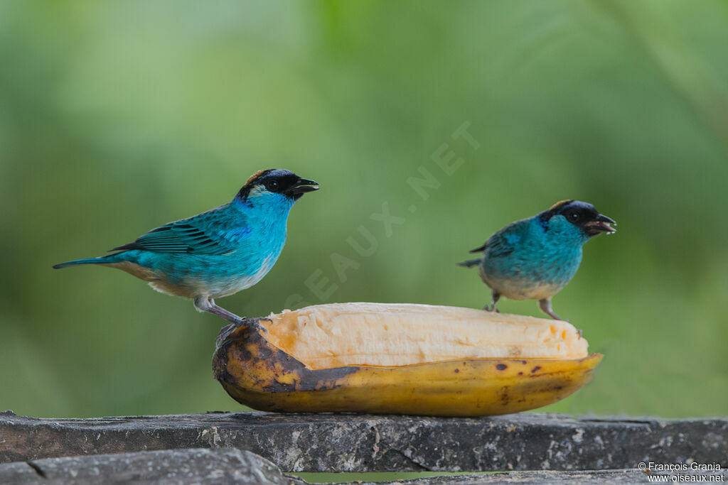 Golden-naped Tanager