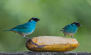 Golden-naped Tanager