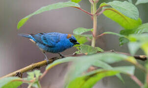 Golden-naped Tanager