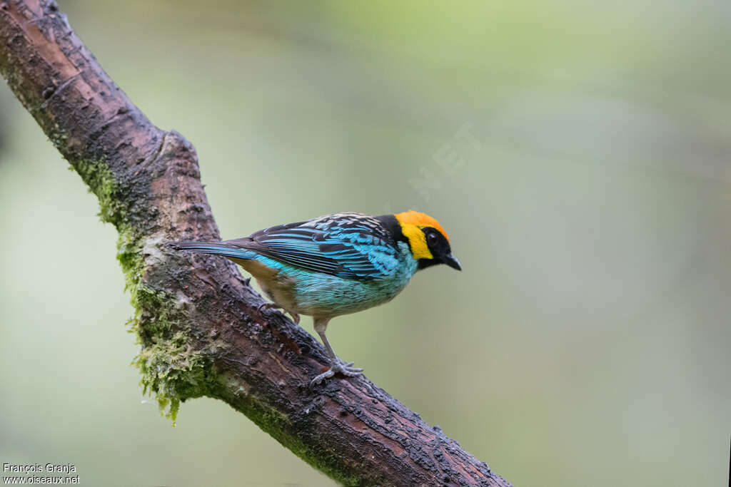 Saffron-crowned Tanageradult, identification