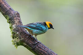 Saffron-crowned Tanager