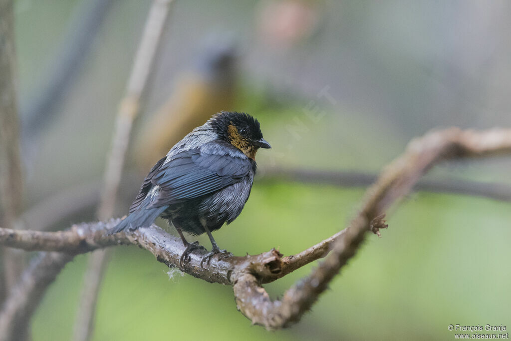 Silver-backed Tanager