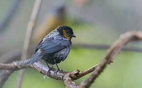 Silver-backed Tanager