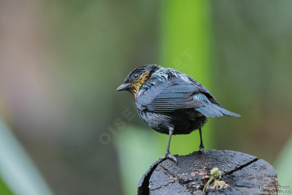 Calliste argenté