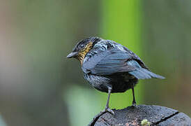 Silver-backed Tanager