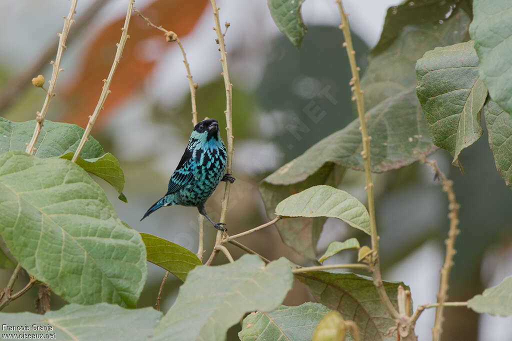 Beryl-spangled Tanageradult, habitat, pigmentation