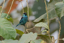 Beryl-spangled Tanager