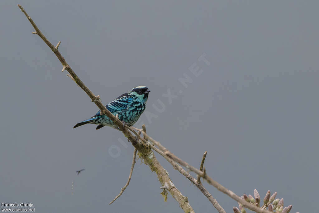 Beryl-spangled Tanageradult, identification