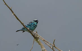 Beryl-spangled Tanager