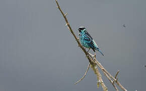 Beryl-spangled Tanager