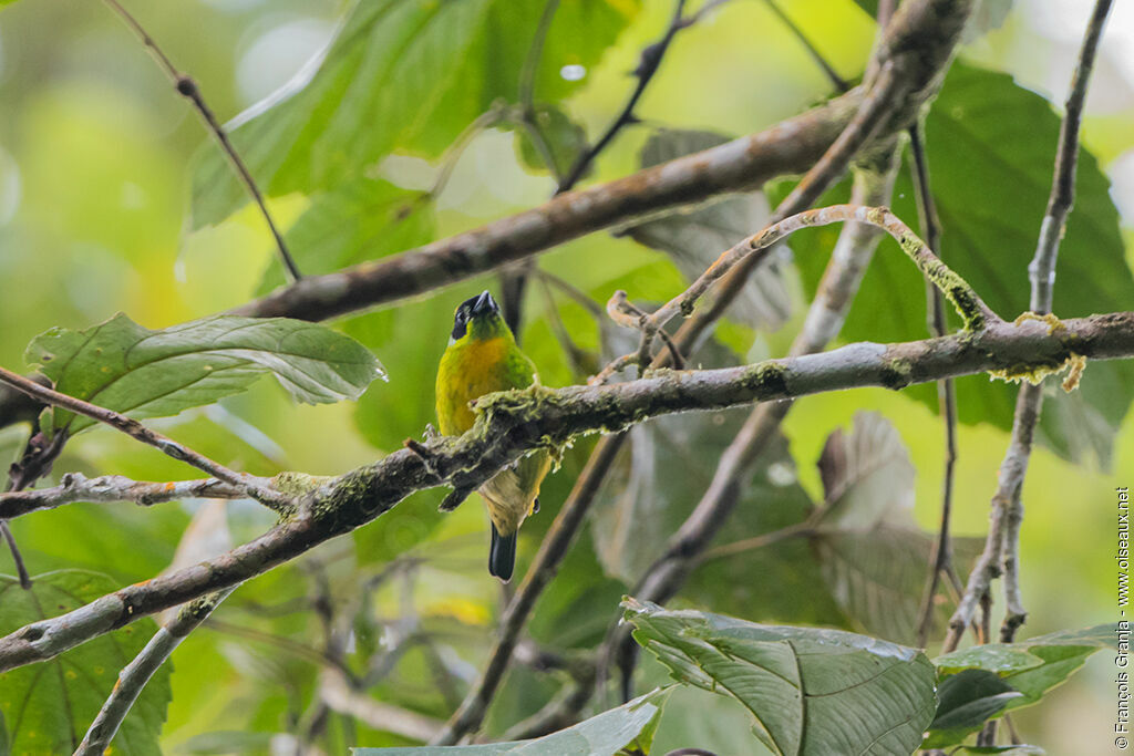 Green-and-gold Tanager