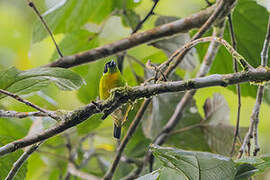 Green-and-gold Tanager