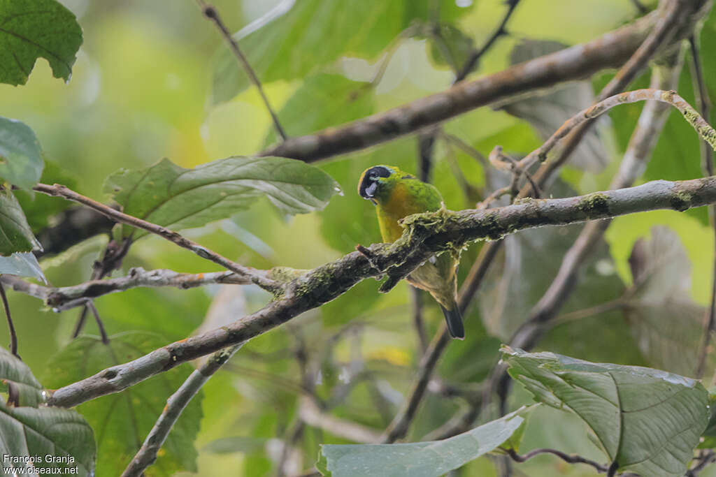 Green-and-gold Tanageradult, habitat