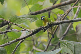 Green-and-gold Tanager