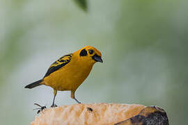 Golden Tanager