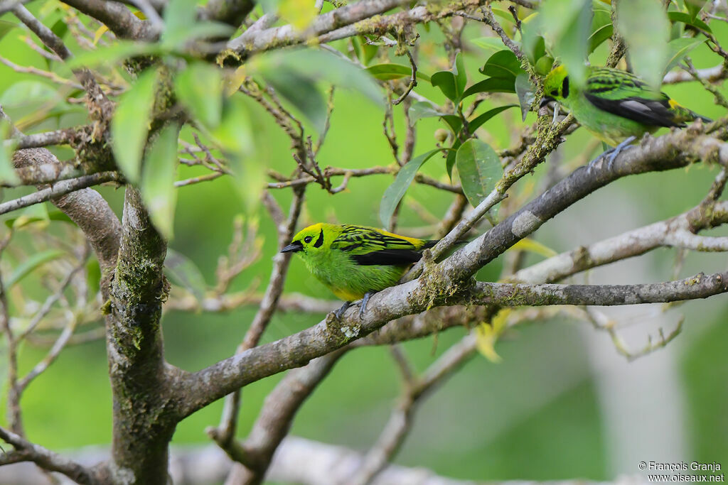 Emerald Tanager