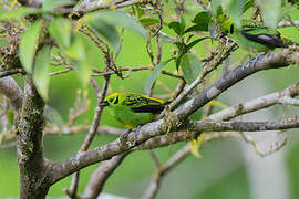 Emerald Tanager