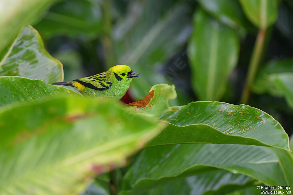 Emerald Tanager