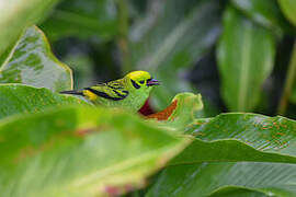 Emerald Tanager