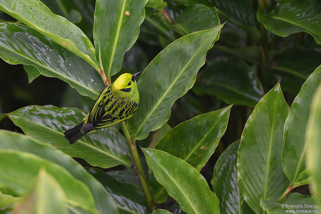 Emerald Tanager