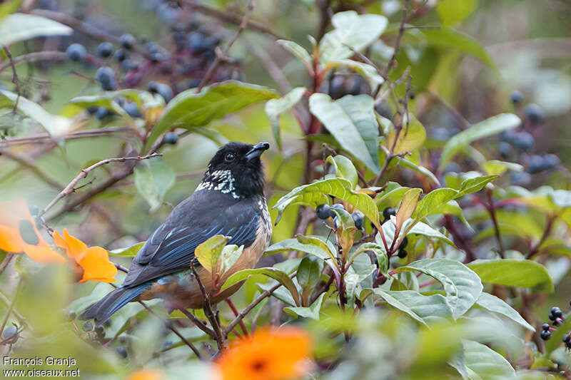 Spangle-cheeked Tanageradult, identification