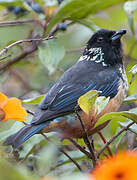 Spangle-cheeked Tanager