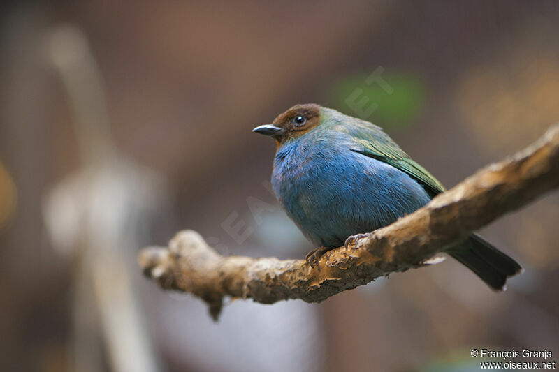 Bay-headed Tanager