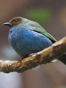 Bay-headed Tanager