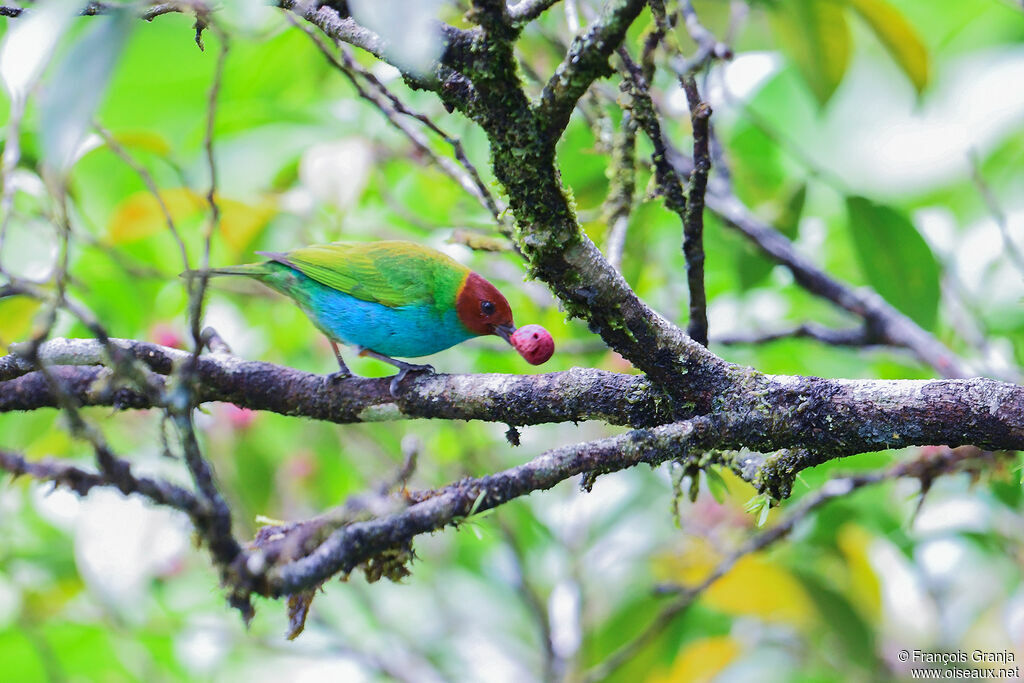 Bay-headed Tanager