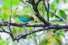 Bay-headed Tanager