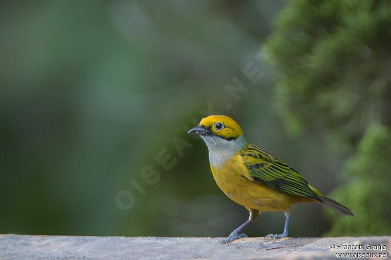 Silver-throated Tanageradult